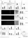 Fig. 06 - A METHOD FOR REGULATING THE FUNCTION OF A HEART CELL, RELATED NUCLEOTIDES AND COMPOUNDS