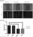 Fig. 05 - Twist signaling inhibitor compositions and methods of using the same