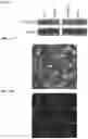 Fig. 09 - Twist signaling inhibitor compositions and methods of using the same