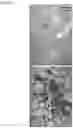 Fig. 11 - Twist signaling inhibitor compositions and methods of using the same