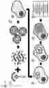 Fig. 14 - Twist signaling inhibitor compositions and methods of using the same
