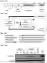 Fig. 23 - Twist signaling inhibitor compositions and methods of using the same