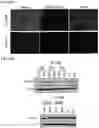 Fig. 26 - Twist signaling inhibitor compositions and methods of using the same