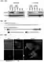 Fig. 30 - Twist signaling inhibitor compositions and methods of using the same