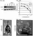Fig. 31 - Twist signaling inhibitor compositions and methods of using the same