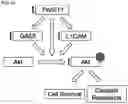 Fig. 44 - Twist signaling inhibitor compositions and methods of using the same