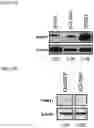 Fig. 45 - Twist signaling inhibitor compositions and methods of using the same