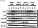 Fig. 48 - Twist signaling inhibitor compositions and methods of using the same