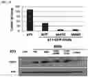 Fig. 53 - Twist signaling inhibitor compositions and methods of using the same