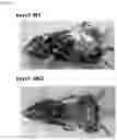 Fig. 06 - Methods for Treating Obesity of a Subject Suffering from Obesity
