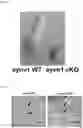 Fig. 07 - Methods for Treating Obesity of a Subject Suffering from Obesity