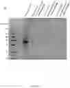 Fig. 12 - Compositions and methods for loading extracellular vesicles with chemical and biological agents/molecules