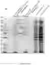 Fig. 13 - Compositions and methods for loading extracellular vesicles with chemical and biological agents/molecules