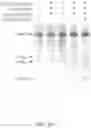 Fig. 06 - CRISPR-CAS COMPONENT SYSTEMS, METHODS AND COMPOSITIONS FOR SEQUENCE MANIPULATION