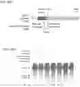 Fig. 84 - CRISPR-CAS COMPONENT SYSTEMS, METHODS AND COMPOSITIONS FOR SEQUENCE MANIPULATION