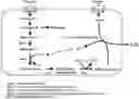 Fig. 01 - Method for producing 3-fucosyllactose using 