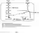 Fig. 02 - Method for producing 3-fucosyllactose using 