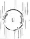 Fig. 11 - SIMULTANEOUS GENE EDITING AND HAPLOID INDUCTION