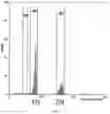 Fig. 12 - SIMULTANEOUS GENE EDITING AND HAPLOID INDUCTION