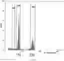 Fig. 13 - SIMULTANEOUS GENE EDITING AND HAPLOID INDUCTION