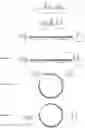 Fig. 01 - Circular RNA for translation in eukaryotic cells
