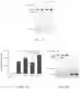 Fig. 15 - Circular RNA for translation in eukaryotic cells