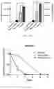 Fig. 16 - Circular RNA for translation in eukaryotic cells