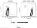 Fig. 22 - UNIVERSAL DONOR CELLS