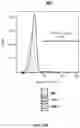 Fig. 37 - UNIVERSAL DONOR CELLS
