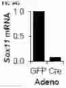 Fig. 49 - CRISPR/CAS9-BASED COMPOSITIONS AND METHODS FOR TREATING RETINAL DEGENERATIONS