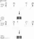 Fig. 76 - CRISPR/CAS9-BASED COMPOSITIONS AND METHODS FOR TREATING RETINAL DEGENERATIONS