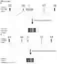 Fig. 77 - CRISPR/CAS9-BASED COMPOSITIONS AND METHODS FOR TREATING RETINAL DEGENERATIONS