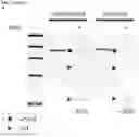 Fig. 79 - CRISPR/CAS9-BASED COMPOSITIONS AND METHODS FOR TREATING RETINAL DEGENERATIONS