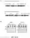 Fig. 09 - Crispr enzymes and systems