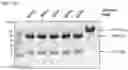 Fig. 24 - Methods and compositions for RNA-directed target DNA modification and for RNA-directed modulation of transcription