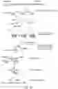 Fig. 25 - Methods and compositions for RNA-directed target DNA modification and for RNA-directed modulation of transcription
