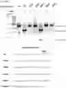 Fig. 50 - Methods and compositions for RNA-directed target DNA modification and for RNA-directed modulation of transcription