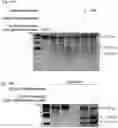Fig. 59 - Methods and compositions for RNA-directed target DNA modification and for RNA-directed modulation of transcription