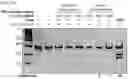 Fig. 61 - Methods and compositions for RNA-directed target DNA modification and for RNA-directed modulation of transcription