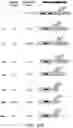 Fig. 64 - Methods and compositions for RNA-directed target DNA modification and for RNA-directed modulation of transcription