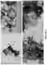 Fig. 03 - Mesoporous Carbon Modified with Polyethylenimine Catalysis Bisphenol A in Organic Solvent