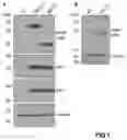 Fig. 02 - Reagents and methods for the expression of an active NifB protein and uses thereof