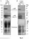 Fig. 03 - Reagents and methods for the expression of an active NifB protein and uses thereof