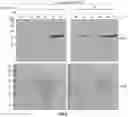 Fig. 04 - Reagents and methods for the expression of an active NifB protein and uses thereof