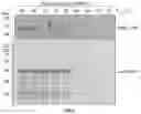 Fig. 06 - Reagents and methods for the expression of an active NifB protein and uses thereof