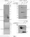 Fig. 09 - Reagents and methods for the expression of an active NifB protein and uses thereof