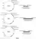 Fig. 10 - Reagents and methods for the expression of an active NifB protein and uses thereof