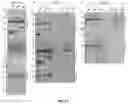 Fig. 12 - Reagents and methods for the expression of an active NifB protein and uses thereof
