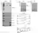 Fig. 19 - Reagents and methods for the expression of an active NifB protein and uses thereof