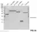 Fig. 20 - Reagents and methods for the expression of an active NifB protein and uses thereof
